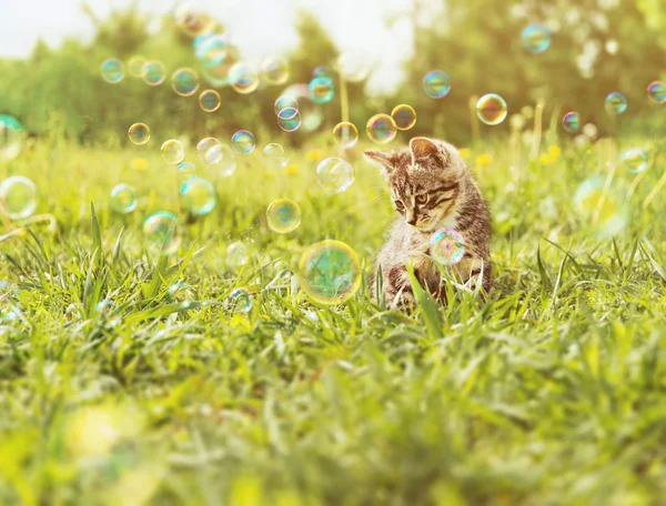 Little kitten with soap bubbles — Stock Photo, Image