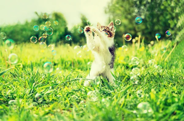 Sabun köpüğü ile küçük kedi yavrusu — Stok fotoğraf