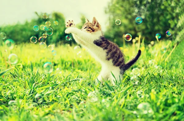 Little kitten with soap bubbles — Stock Photo, Image