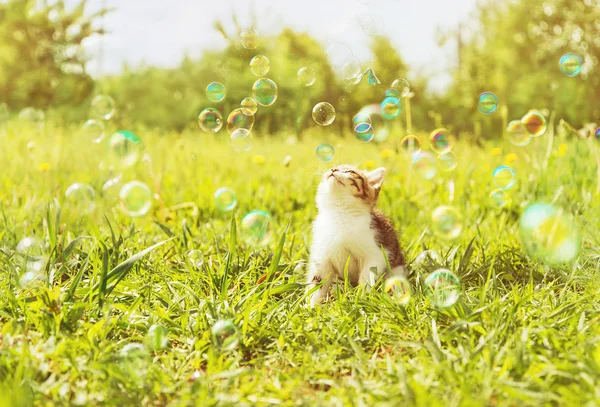 与肥皂泡沫的小猫 — 图库照片
