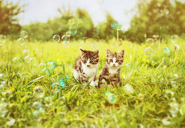 Little kitten with soap bubbles — Stock Photo, Image