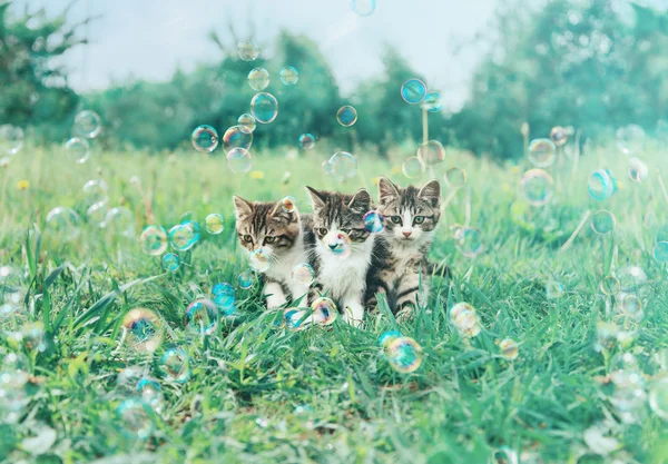Котёнок с мыльными пузырями — стоковое фото