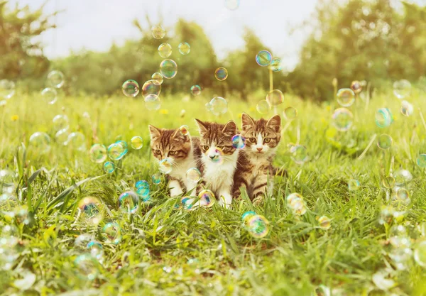 Pequeno gatinho com bolhas de sabão — Fotografia de Stock