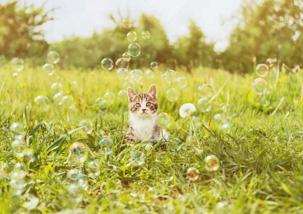 Little kitten with soap bubbles — Stock Photo, Image