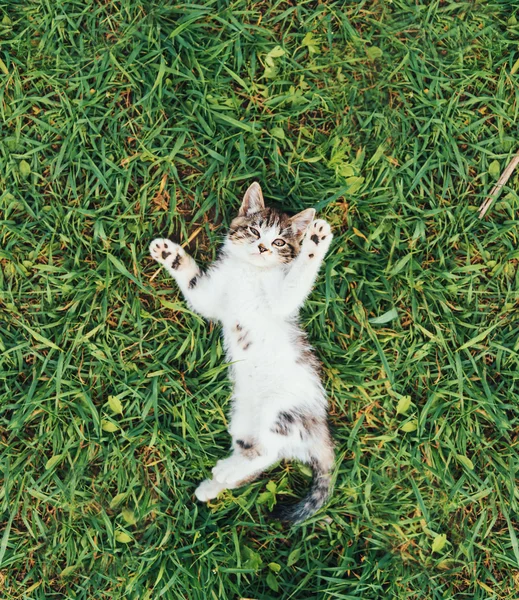 Cute kitten on grass — Stock Photo, Image