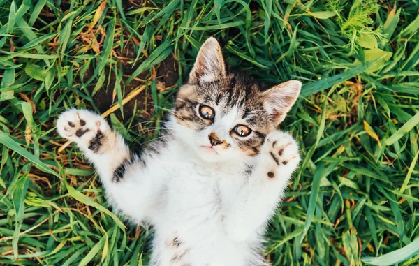 Ładny kotek na trawie — Zdjęcie stockowe