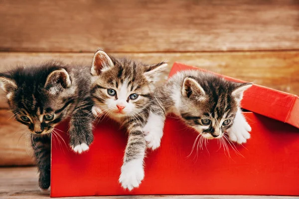 Roztomilá koťátka v červené krabici — Stock fotografie