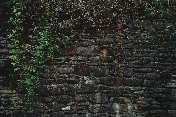 Kamienna ściana z zielonymi roślinami — Zdjęcie stockowe