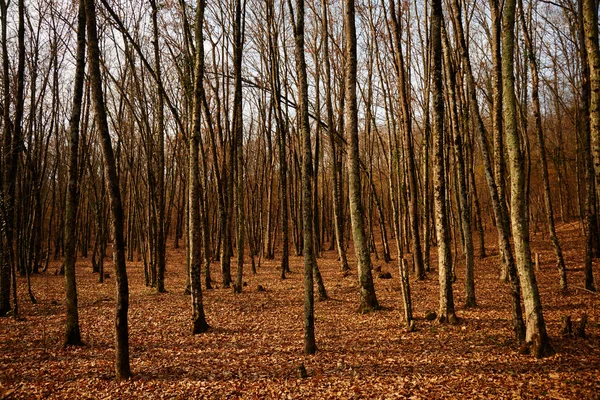 Bäume im Spätherbst Wald — Stockfoto