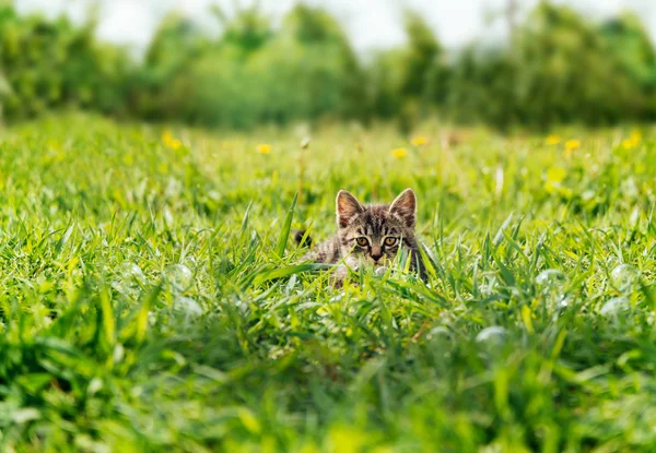 Yavru kedi arasında yeşil çim gizleme — Stok fotoğraf