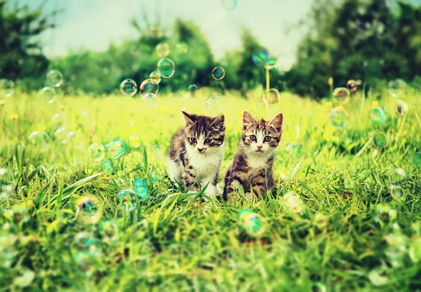 Kittens among soap bubbles — Stock Photo, Image