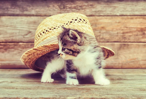 Curiosité chaton sous le chapeau — Photo