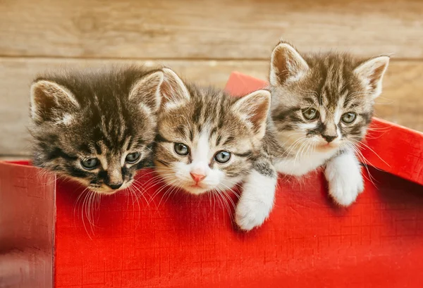 Three kittens sitting in box — Stock Photo, Image