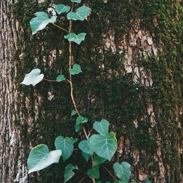 Tronco de árvore com folhas verdes — Fotografia de Stock