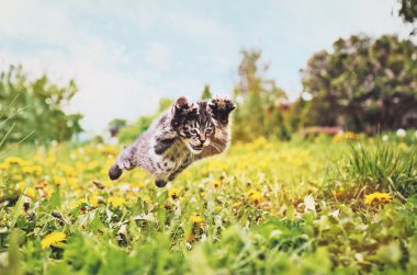 Yeşil çayır üzerinde atlama yavru kedi
