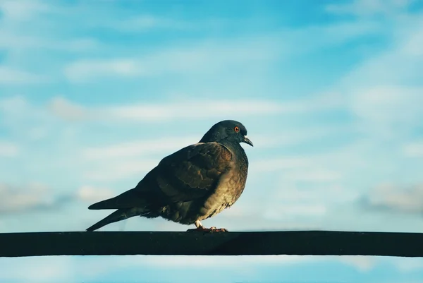 Kutup üzerinde oturan güvercin — Stok fotoğraf