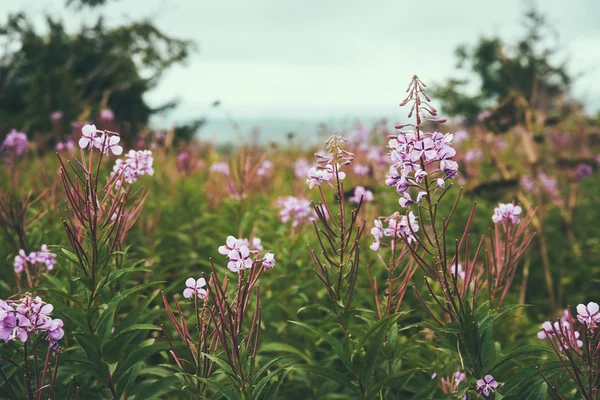 Fleurs de saule-herbe en plein air — Photo