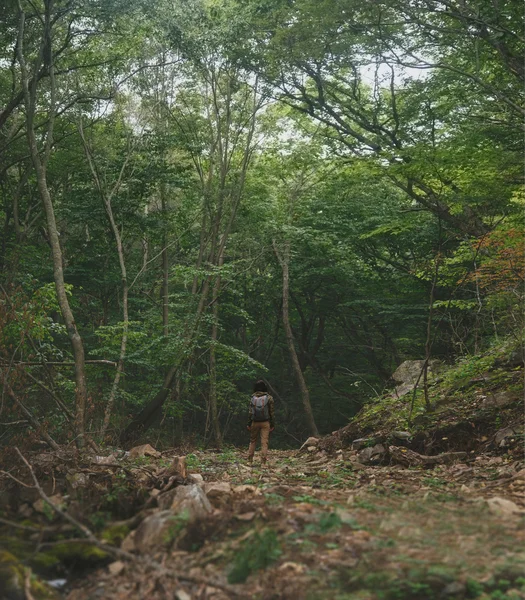 Мандрівник жінка ходить в літньому лісі — стокове фото