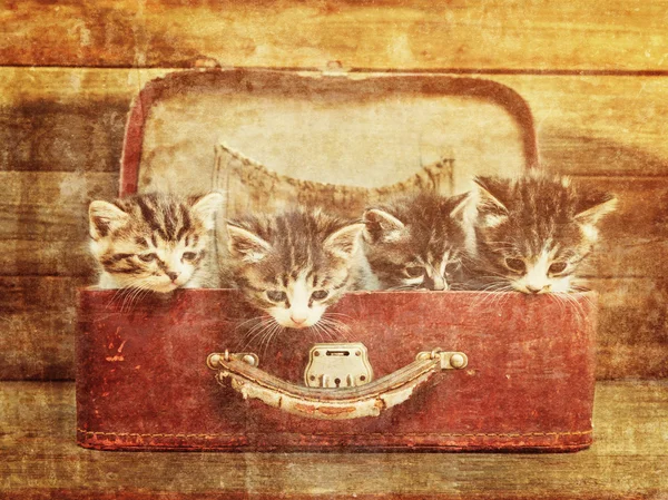 Four kittens in suitcase. — Stock Photo, Image