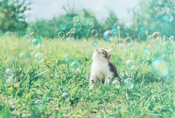 Pequeno gatinho olha em bolhas de sabão — Fotografia de Stock