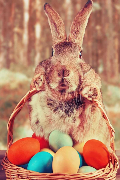 Lapin de Pâques avec panier d'œufs colorés — Photo