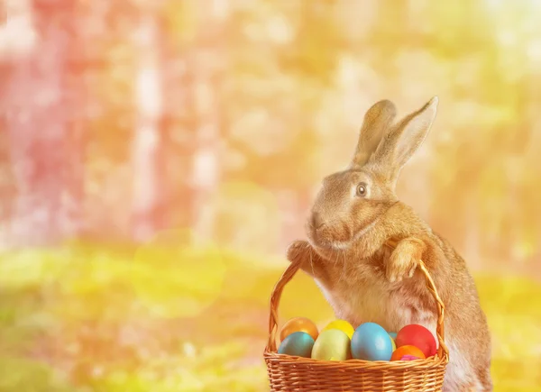 Conejo de Pascua sostiene cesta con huevos — Foto de Stock