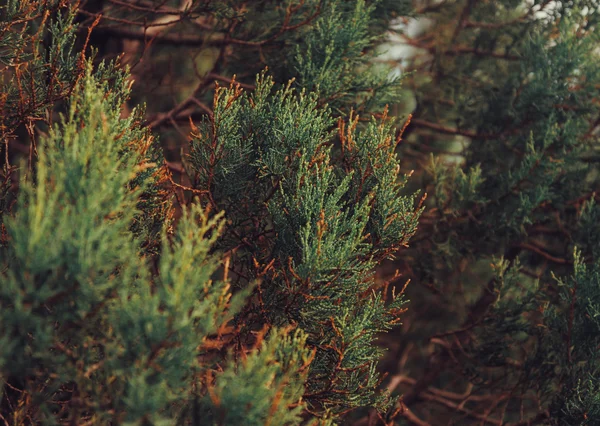 Juniper — Stock Photo, Image