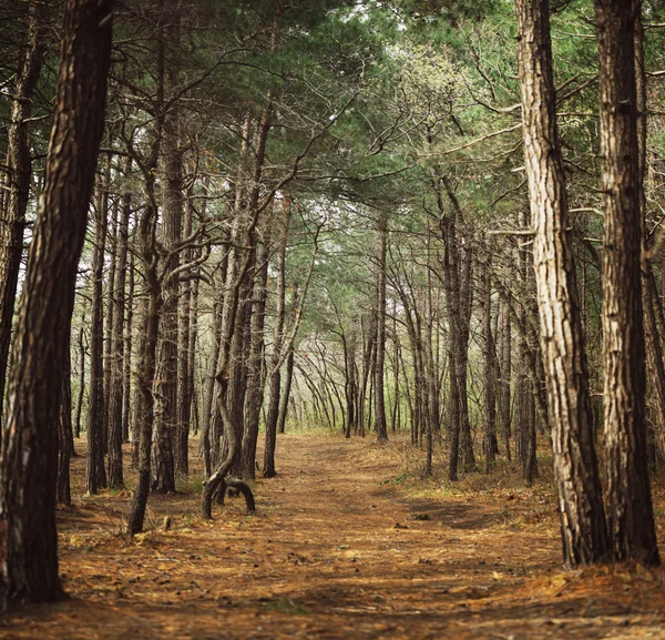 Pfad im Kiefernwald — Stockfoto