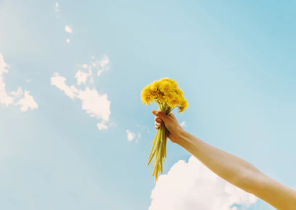 Main féminine avec bouquet de pissenlits jaunes — Photo