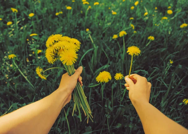 Woman picking yellow dandelions — Stok fotoğraf