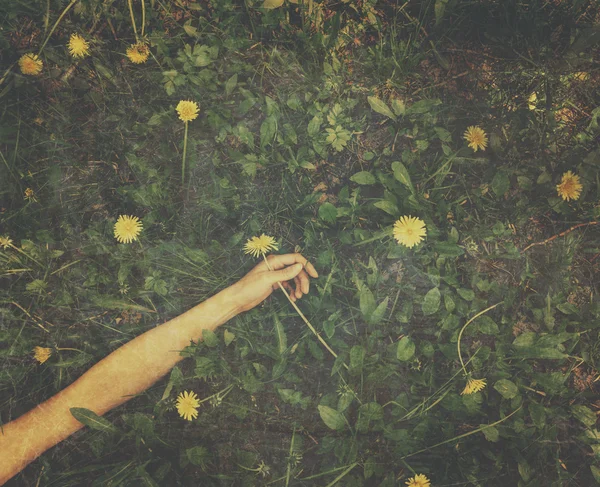 Kadın karahindiba ile çiçekli çayır üzerinde yalan — Stok fotoğraf