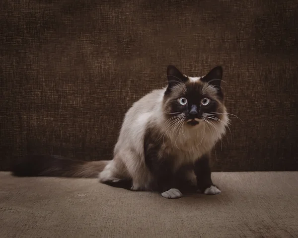 ふわふわのシャム猫 — ストック写真