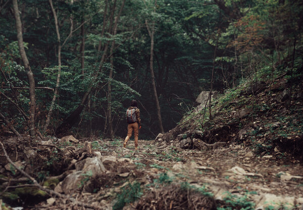 Hiker woman walking in summer forest