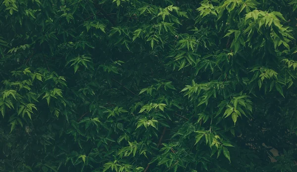 Árvore com folhas verdes — Fotografia de Stock