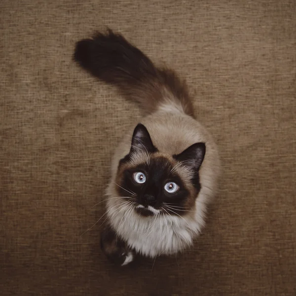 솜 털 Neva 가상 고양이 — 스톡 사진