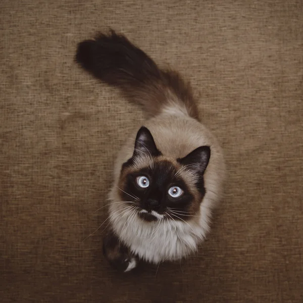 Fluffy Neva Masquerade cat — Stock Photo, Image