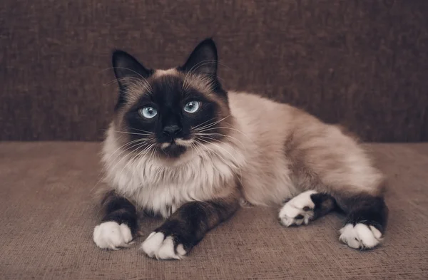 Siamese cat lying on sofa — Stock Photo, Image