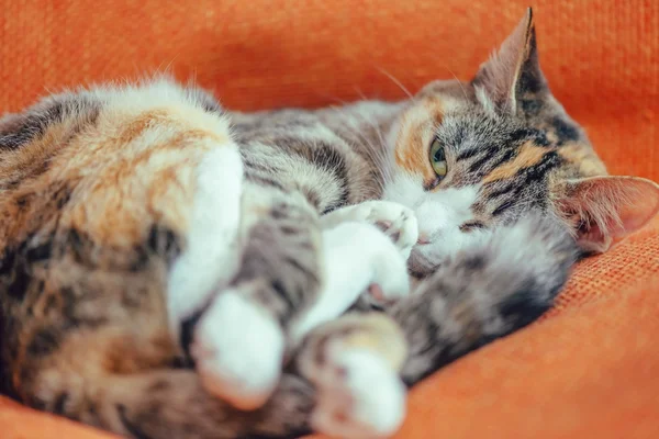 Niedliche Katze liegt auf Sofa — Stockfoto