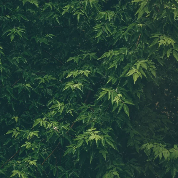 Drzewo z zielonymi liśćmi — Zdjęcie stockowe
