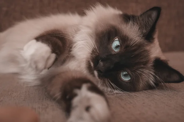 Fluffy siamés gato acostado en sofá — Foto de Stock