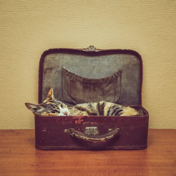 Kočka v ročníku kufru — Stock fotografie