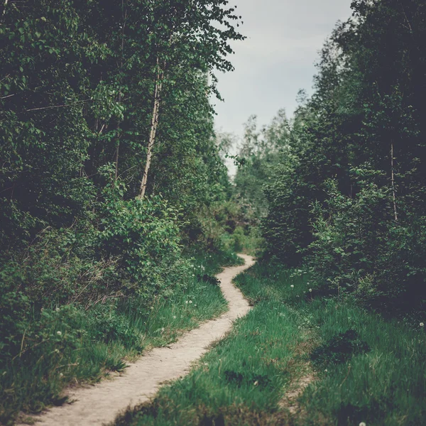 Fußweg im Sommerwald — Stockfoto