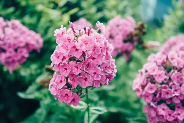 Belles fleurs phlox en plein air — Photo