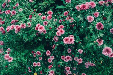 Bahçe içinde pembe krizantem