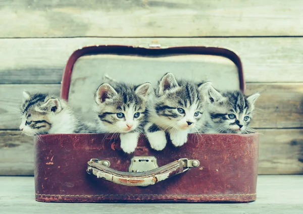 Chatons dans une valise — Photo