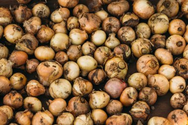 Sarı soğan arka plan