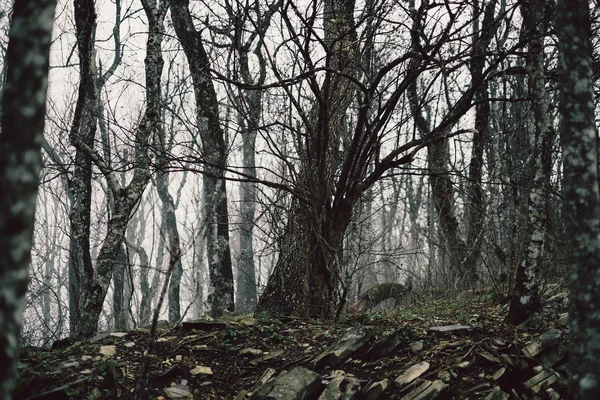 Nebbia mistica nella foresta — Foto Stock