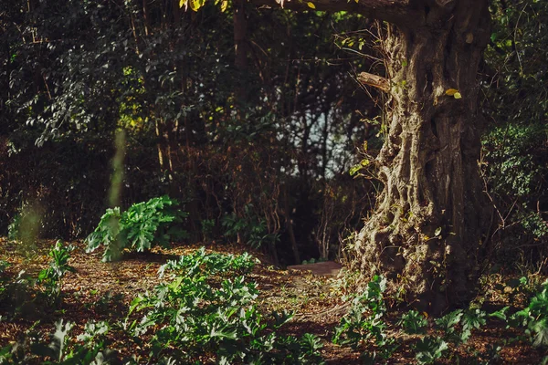 Märchenbaum im Park — Stockfoto