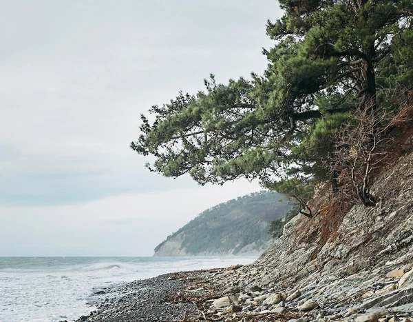 Borovice na pobřeží — Stock fotografie