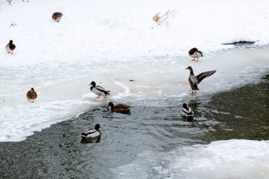 Duck arkadaşlarına yolu gösterir.